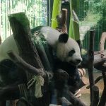 Panda in Zoo Berlin