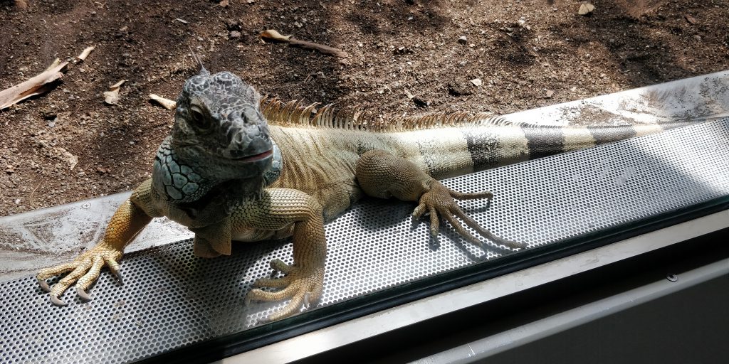 Salamander in Aquarium Berlin