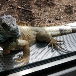 Salamander in Aquarium Berlin