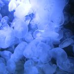 Kwallen in Aquarium Berlin