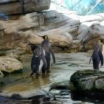 Pinguins in Zoo Berlin