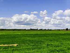 Uitzicht op Kinderdijk (2)