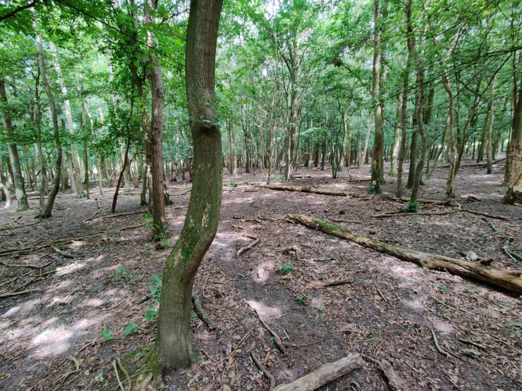 Een fraai stukje bos