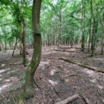 Een fraai stukje bos