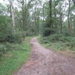 Een mooi paadje door het bos