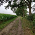 Een mooi paadje langs een veld met mais