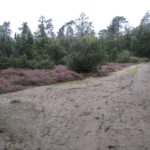 Dit leuke paadje leidde ons langs heide en bos