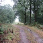 Dit leuke paadje ging door het bos met uitzicht op landschappen