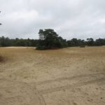 De wandeling ging ook nog langs dit mooie stuk met veel zand en bos