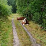 Deze koeien lagen lekker lui op het pad