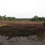 De wandeling ging langs dit fraaie stuk heide