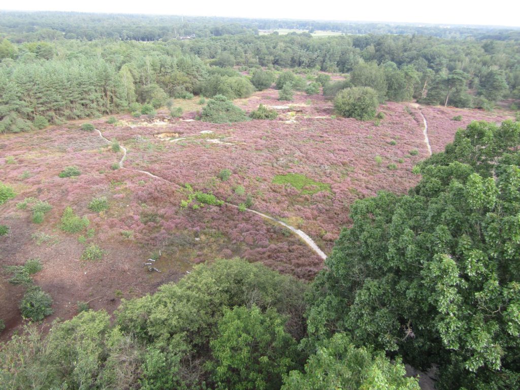 Vanaf een toren hadden wij dit uitzicht op een fraai stuk heide