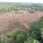 Vanaf een toren hadden wij dit uitzicht op een fraai stuk heide