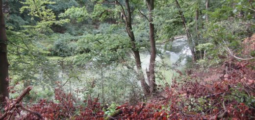 De wandeling liep langs deze mysterieuze sloot