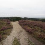 De wandeling ging ook nog door dit fraaie stuk heide