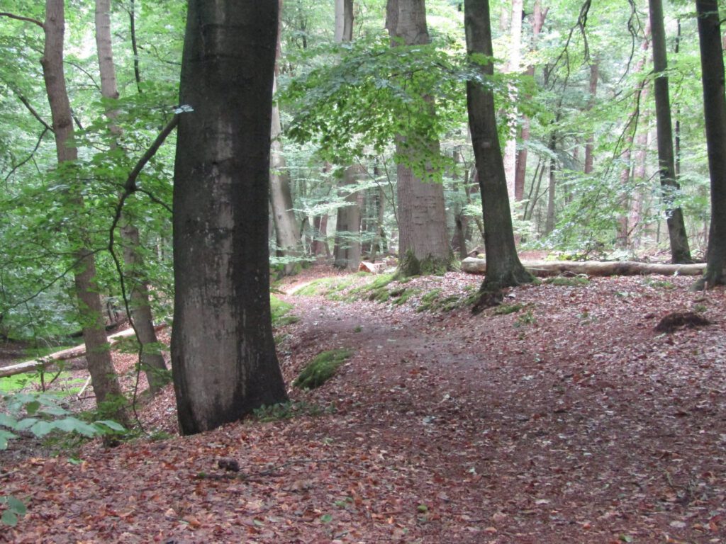 Dit leuke paadje liep door een fraai stuk bos