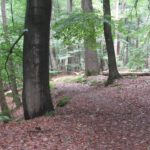 Dit leuke paadje liep door een fraai stuk bos