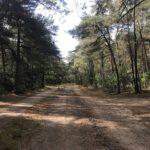 In bos liepen wij over deze mooie weg