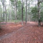 In het bos ging de wandeling over dit fraaie paadje