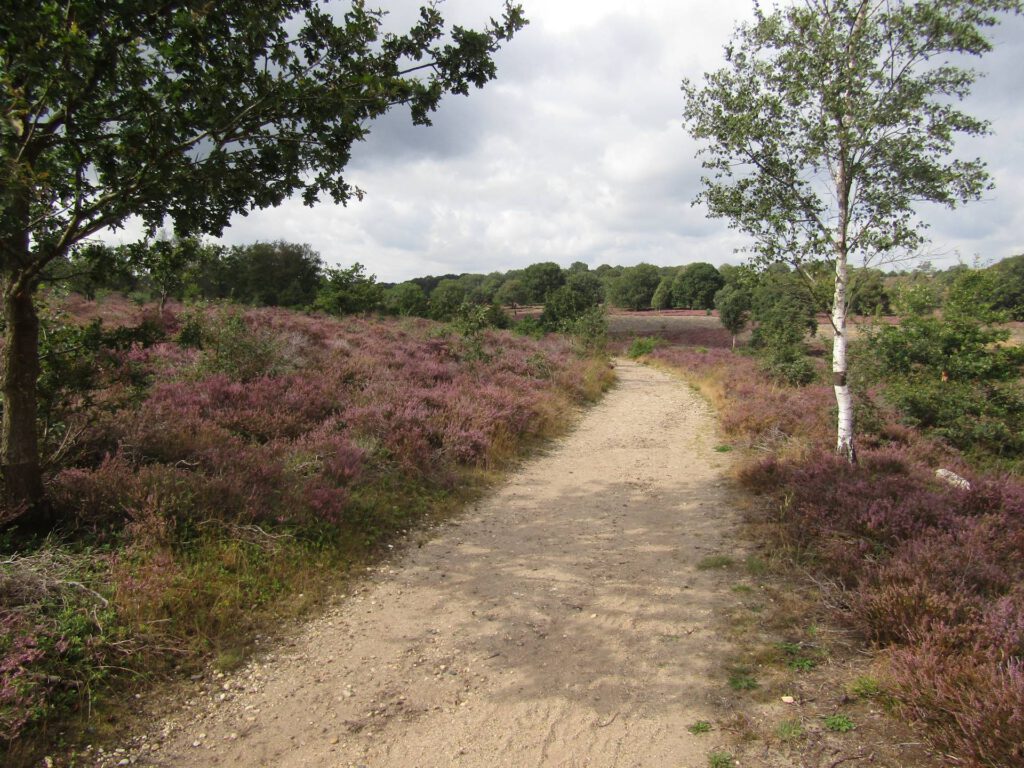 Met dit fraaie paadje ging de wandeling over een mooi stuk heide