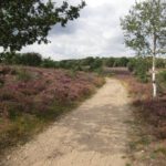 Met dit fraaie paadje ging de wandeling over een mooi stuk heide