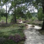 Dit fraaie paadje leidde ons door een mooi stukje heide en bos