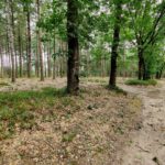 Deze mooie weg leidde ons door een mooi bos