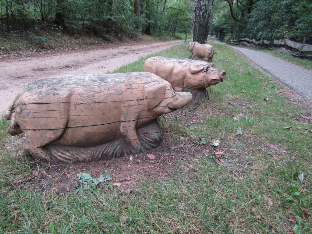 Vlak bij Holten kwamen wij deze varkens tegen