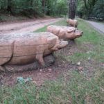 Vlak bij Holten kwamen wij deze varkens tegen