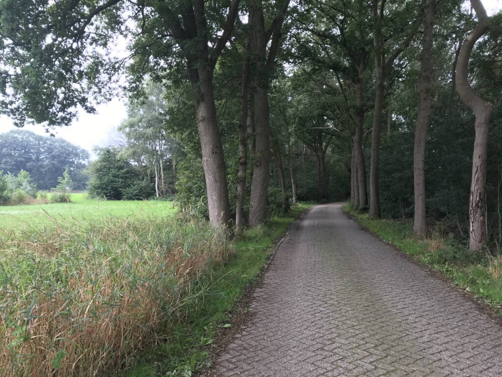 Een weg fraai omzoomd door mooie bomen