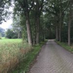 Een weg fraai omzoomd door mooie bomen