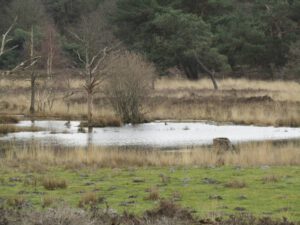 Een leuk vennetje (1)