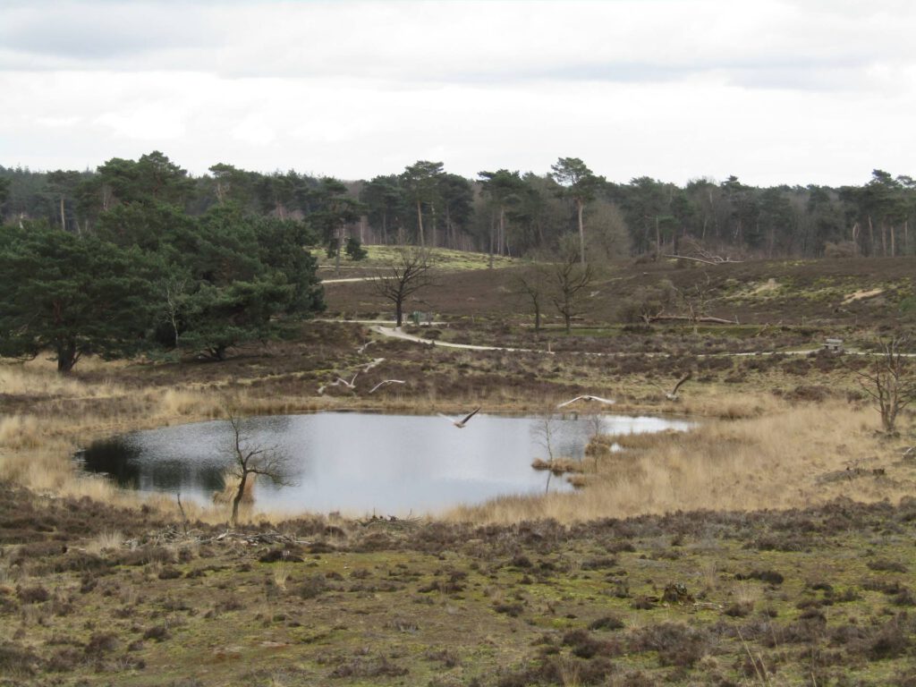 Een leuk vennetje (2)