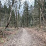 Een leuke bosweg (1)