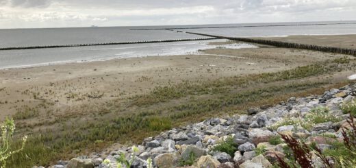 De waddenzee (1)