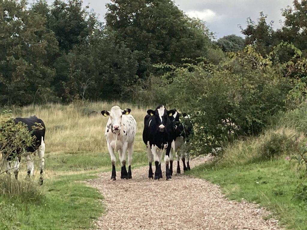Koeien op het pad