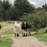 Koeien op het pad