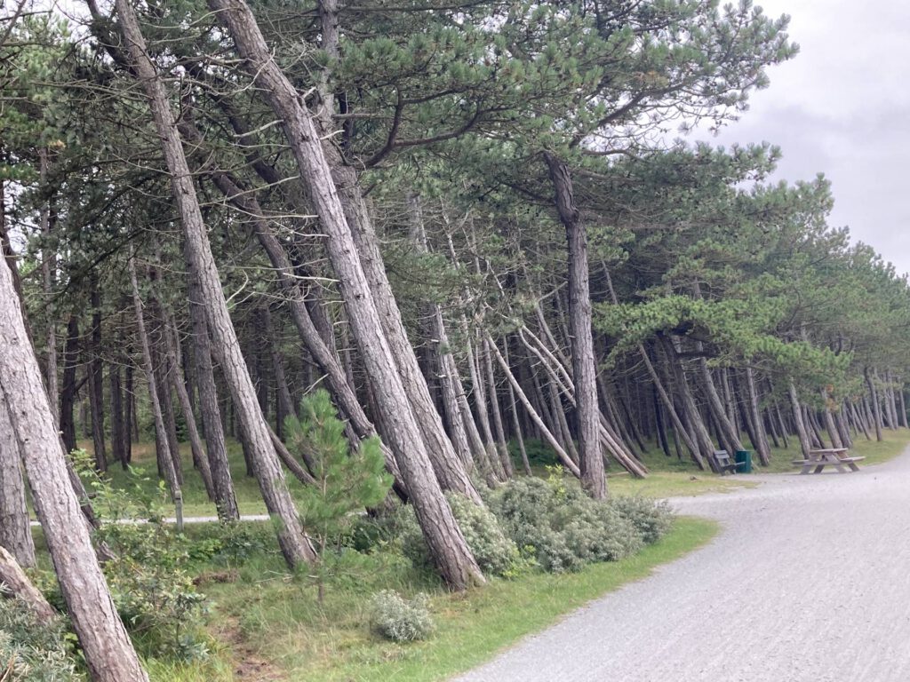 Bomen en de invloed van wind