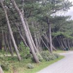 Bomen en de invloed van wind
