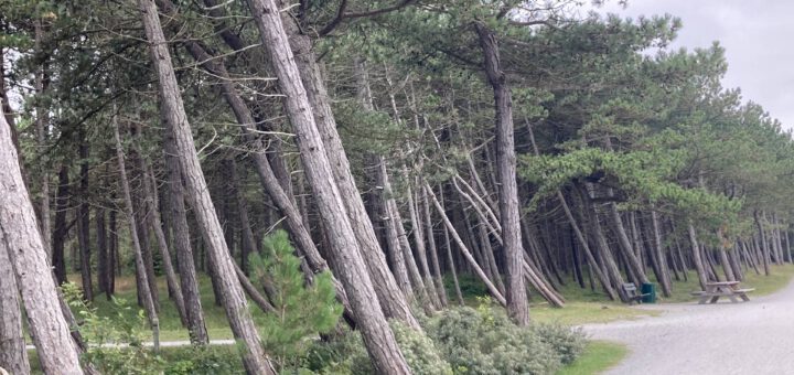 Bomen en de invloed van wind