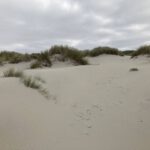 Duinen