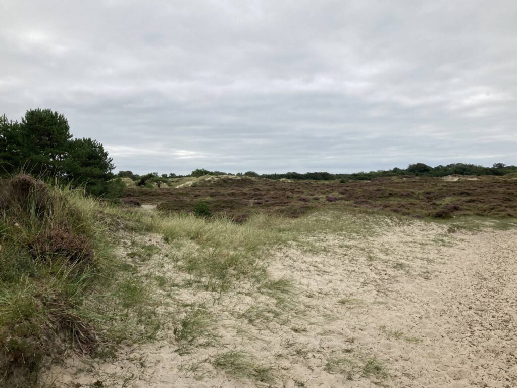 Uitzicht op duinen en heide