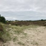 Uitzicht op duinen en heide
