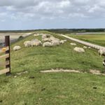 Schapen op de Dijk (1)