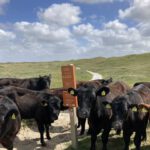 Nieuwsgierige Runderen (1)