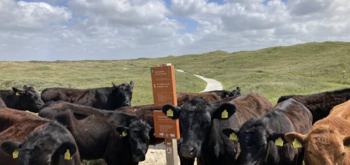 Nieuwsgierige Runderen (1)