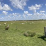 Schapen in de Weide (1)