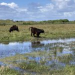 Nieuwsgierige Runderen (1)
