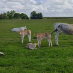 Nieuwsgierige Koeien (1)