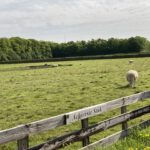 Schapen in de weide (1)